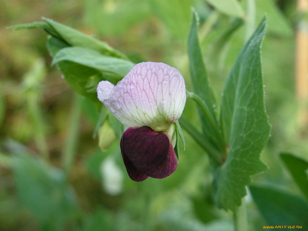 morning, pea, blossom, by, gbcalls, , , 